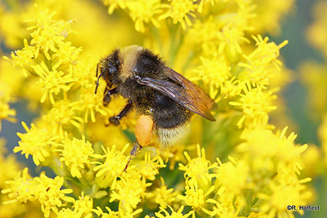 western bumblebee graphic